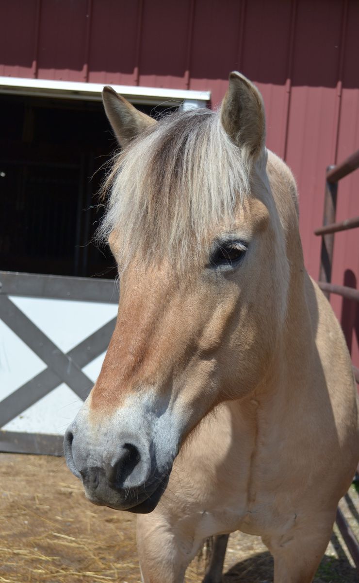 Light brown horse with a cream-colored mane standing in front of a barn with a partially open door.