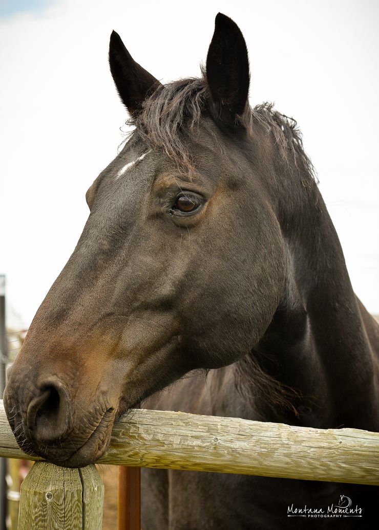 Dark brown horse with a small white mark on its forehead resting its chin on a wooden fence.