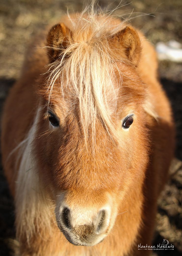 Close-up view of a chestnut miniature horse with a lighter blonde mane.  The horse is looking directly at the camera.