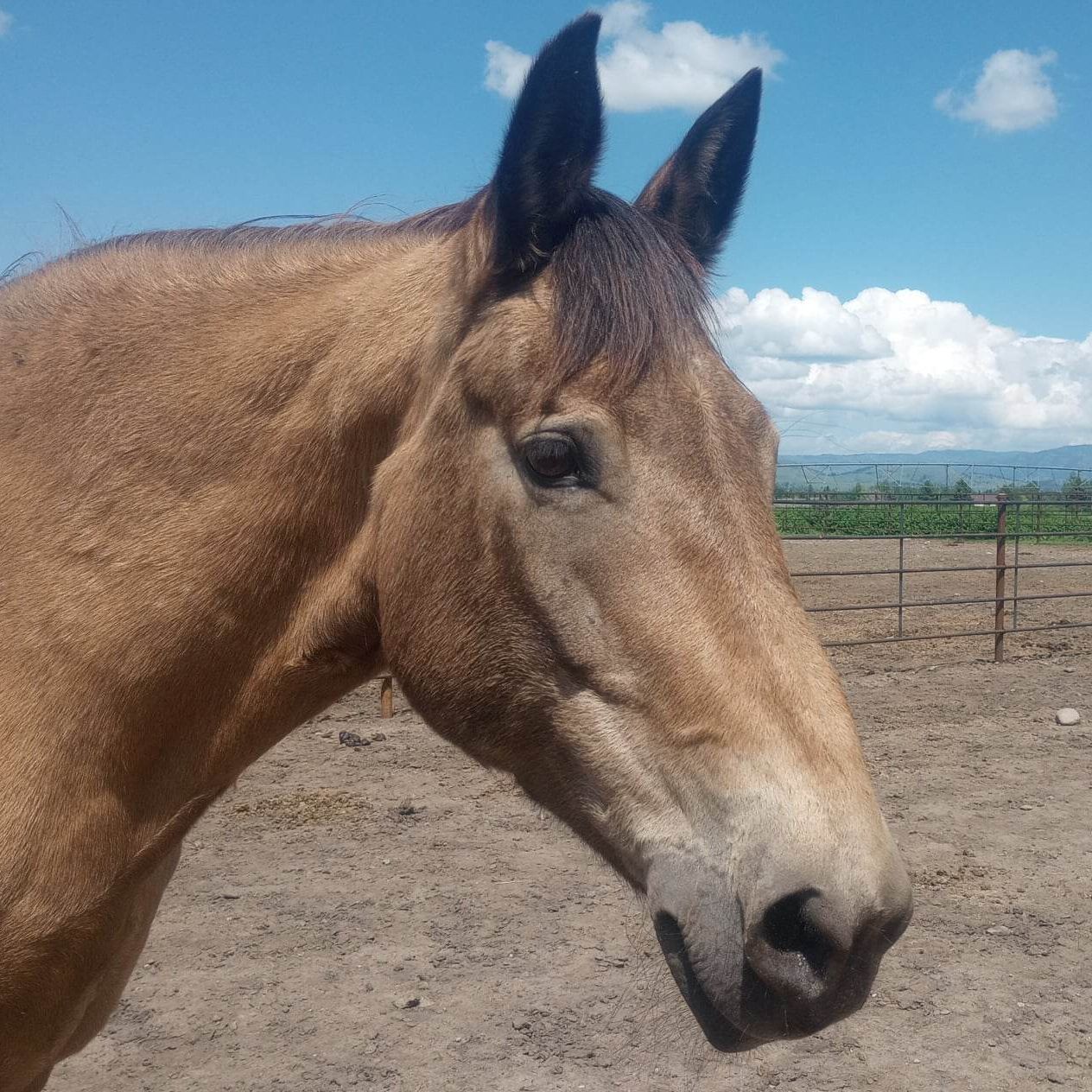 Light brown horse with a dark mane standing in a dirt paddock under a blue sky with scattered clouds.