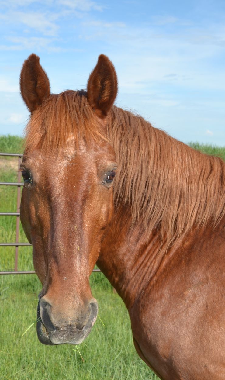 Chestnut horse with a slightly lighter muzzle and long reddish mane, standing in a green grassy paddock under a partly cloudy blue sky.