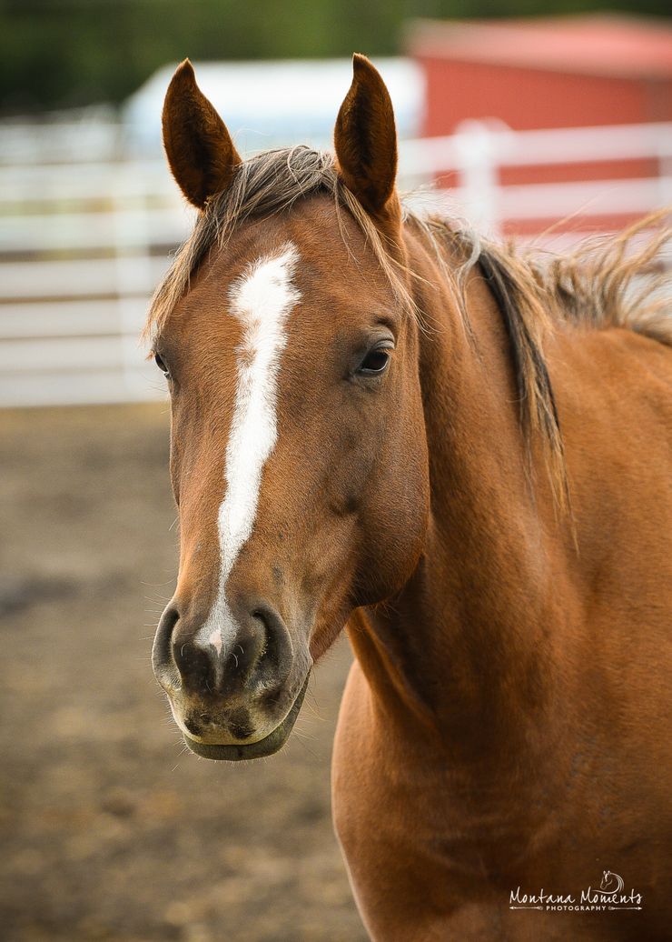 Chestnut mare with a prominent white blaze down her face, standing in a paddock with a white fence and red barn in the background.