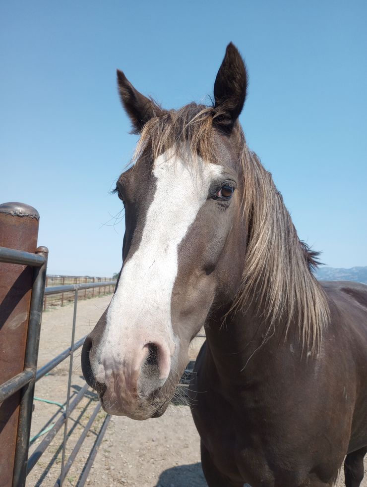 Dark brown horse with a wide white blaze and lighter mane, standing near a metal fence on a sunny day with clear blue skies and mountains in the distance.