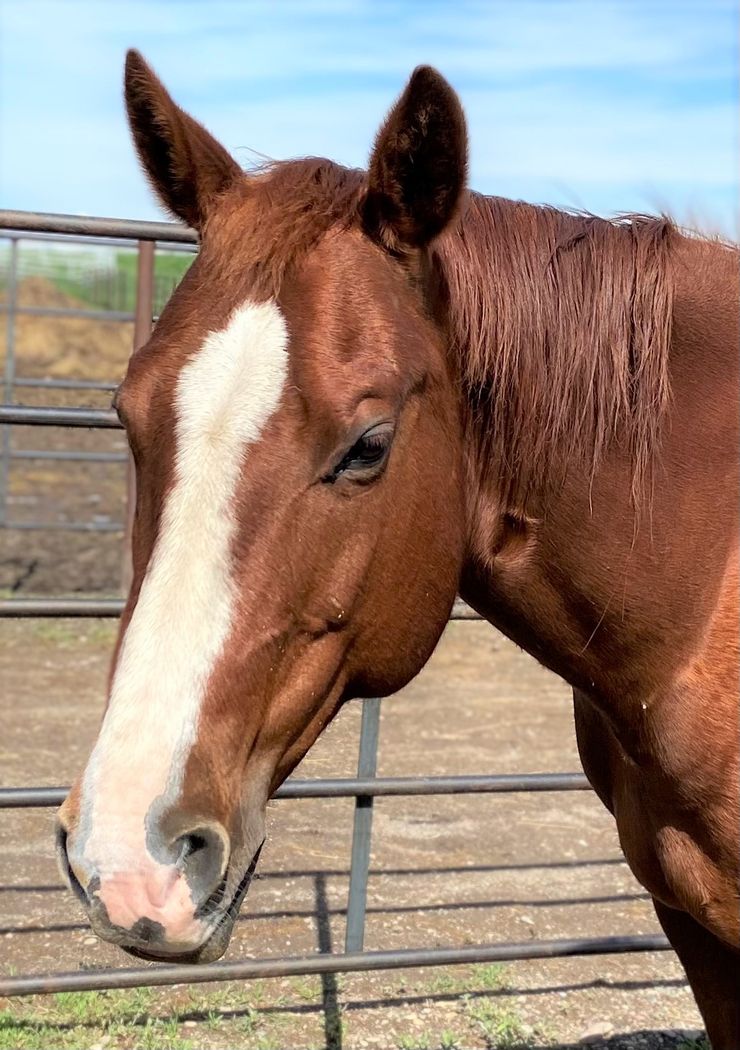 Chestnut horse with a short mane and a white spot on the forehead, standing in a grassy field with a metal fence and blue sky in the background.