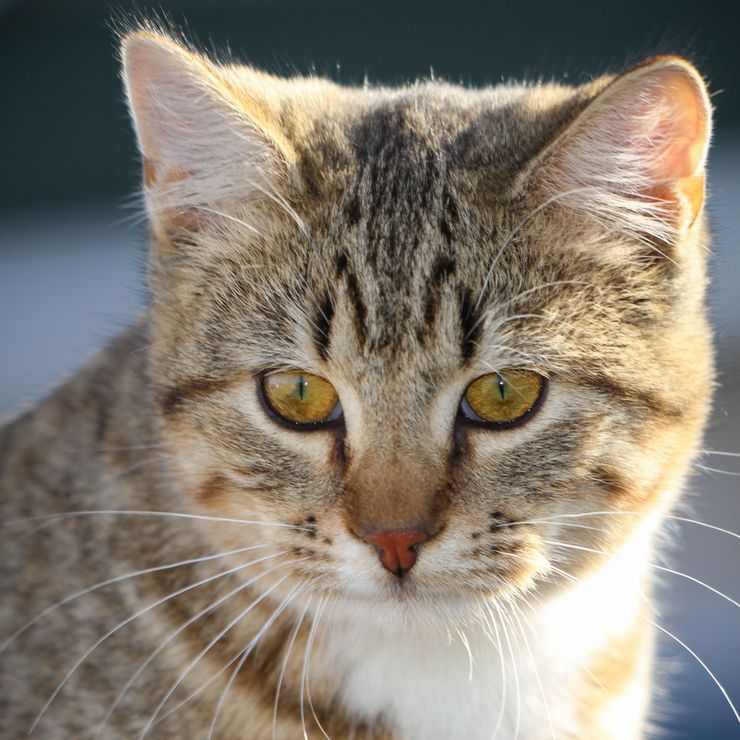 Close-up of a tabby cat with bright yellow eyes.