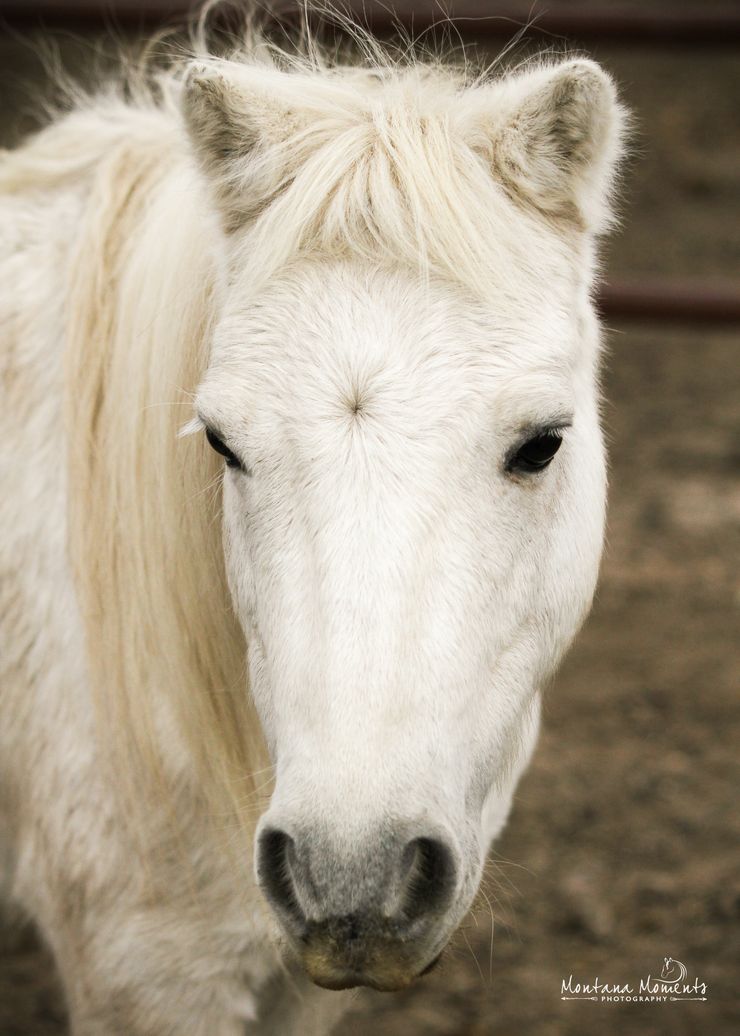 Close-up of a Miniature white horse's face. It is standing in front of a blurred background of a paddock.