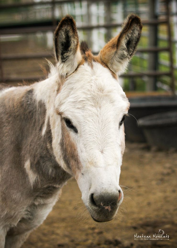 Close-up portrait of a donkey. The donkey is light gray and white with darker gray patches. Its ears are large and pointed. The background is blurred, showing a dirt ground and a metal fence.