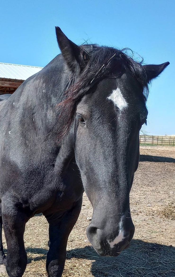 Close-up view of a black horse's head and shoulders. The horse has a distinctive white star-shaped marking on its forehead. The background shows a portion of a barn and a dirt paddock.