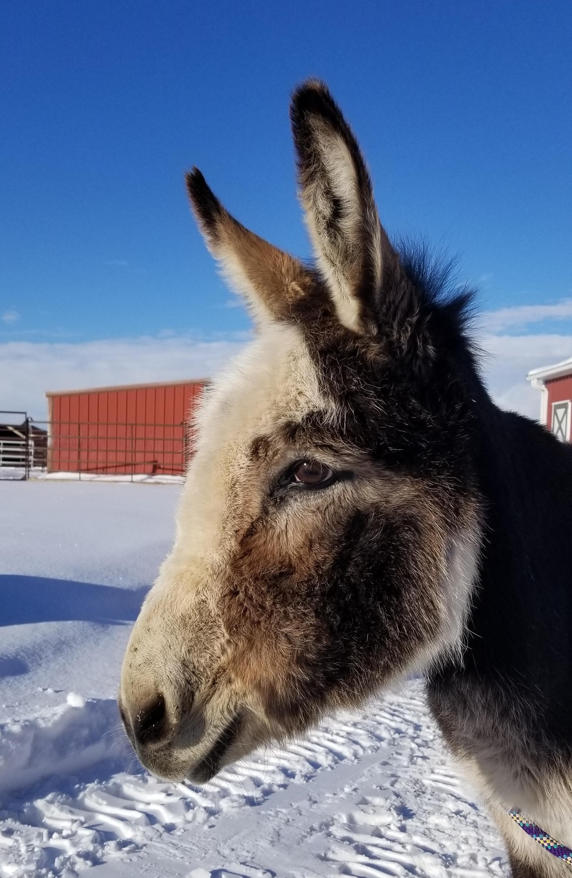 Close-up profile view of a donkey's head and neck in a snowy landscape. The donkey is mostly dark brown and black, with lighter, almost white fur on its face and chest.  A red barn is visible in the background.